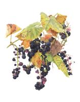 Grapes
